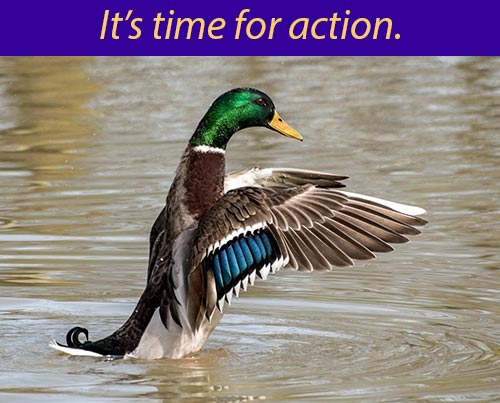 Action duck