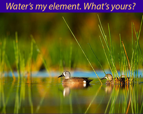 Element duck