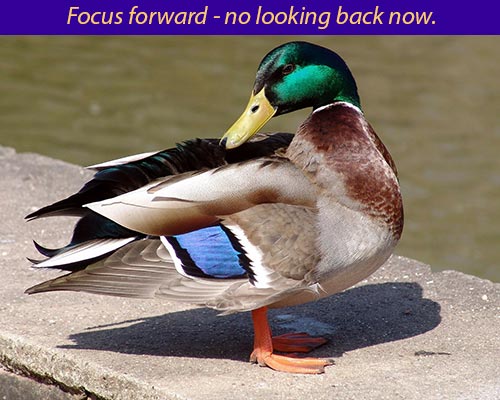 focus forward duck
