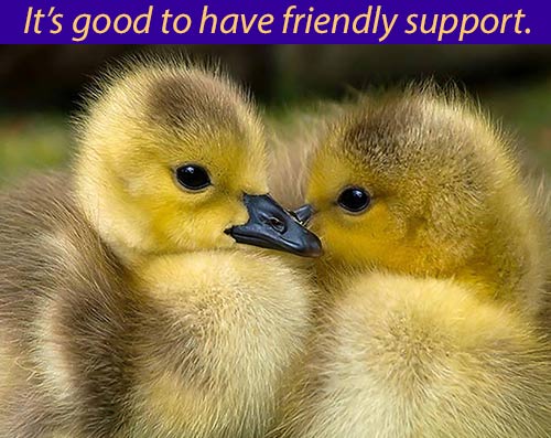 Baby ducks